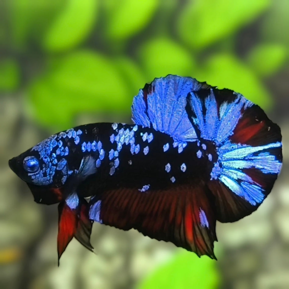 Avatar Blackstar Blue HMPK Betta Fish Male