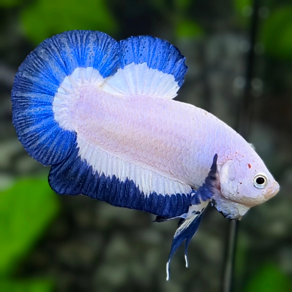 Blue Rim Butterfly HMPK Betta Fish Male