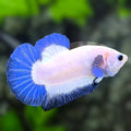 Blue Rim HMPK Betta Fish Male