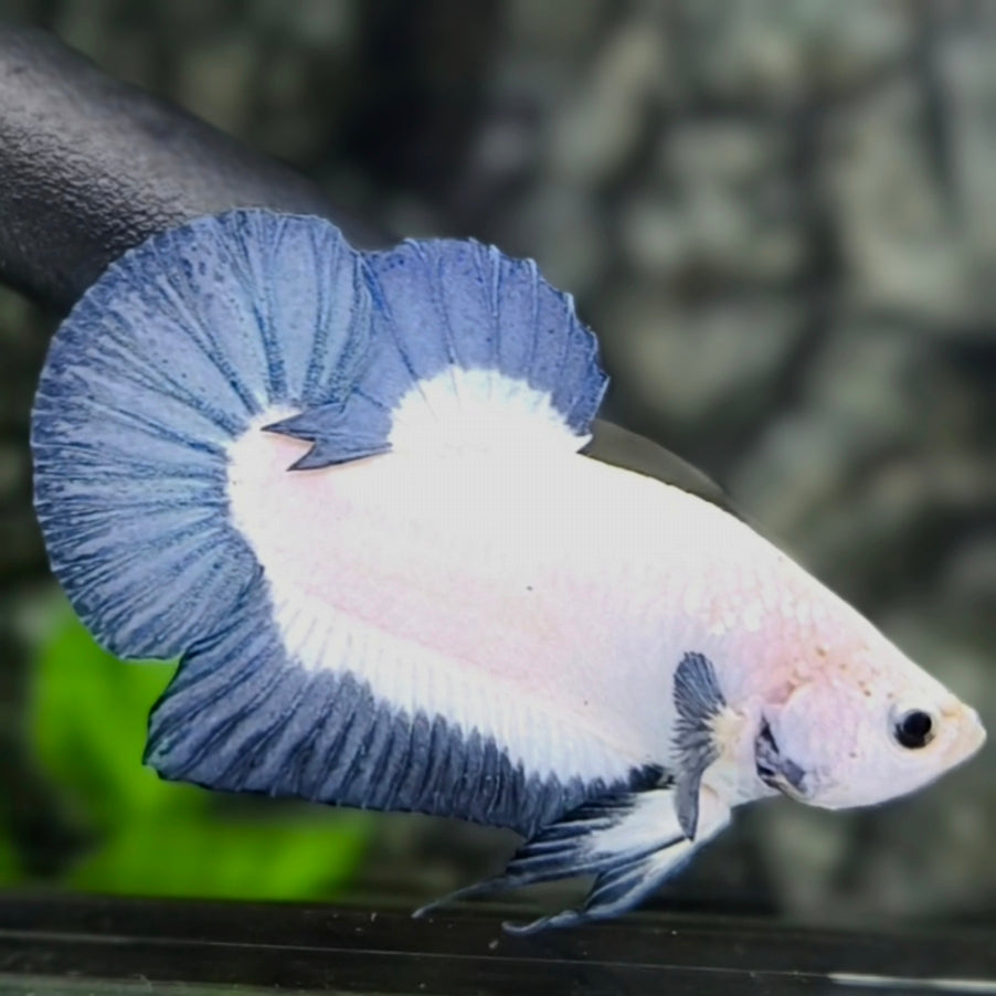 Gray Blue Rim HMPK Betta Fish Male