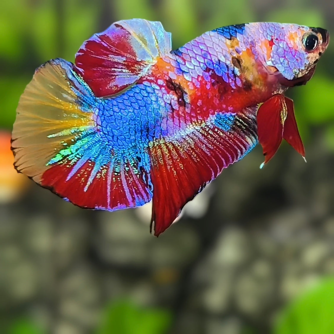 Multicolor Galaxy HMPK Betta Fish Male