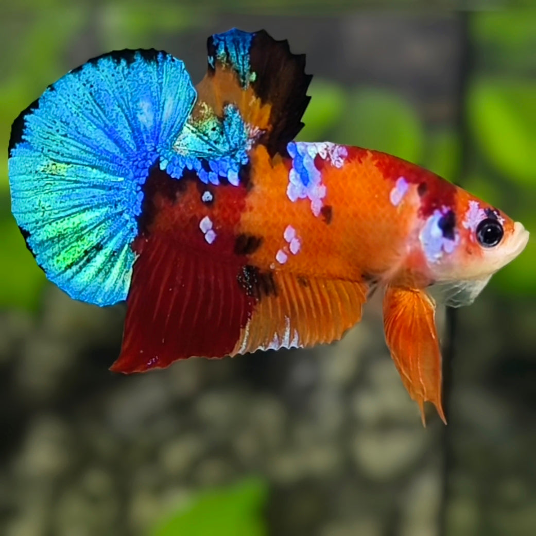 Multicolor Orange Koi Galaxy HMPK Betta Fish Male