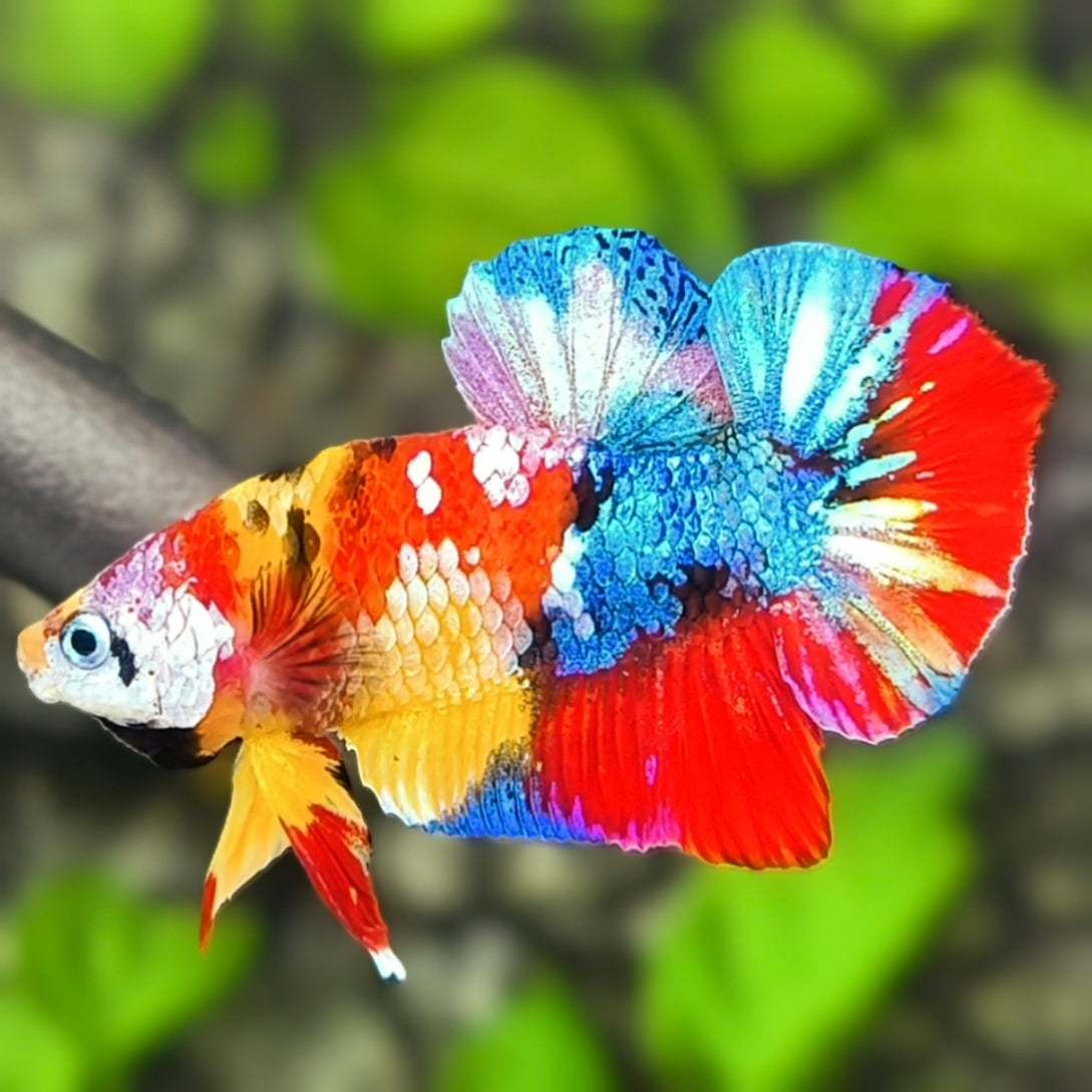 Yellowbase Multicolor Galaxy HMPK Betta Fish Male
