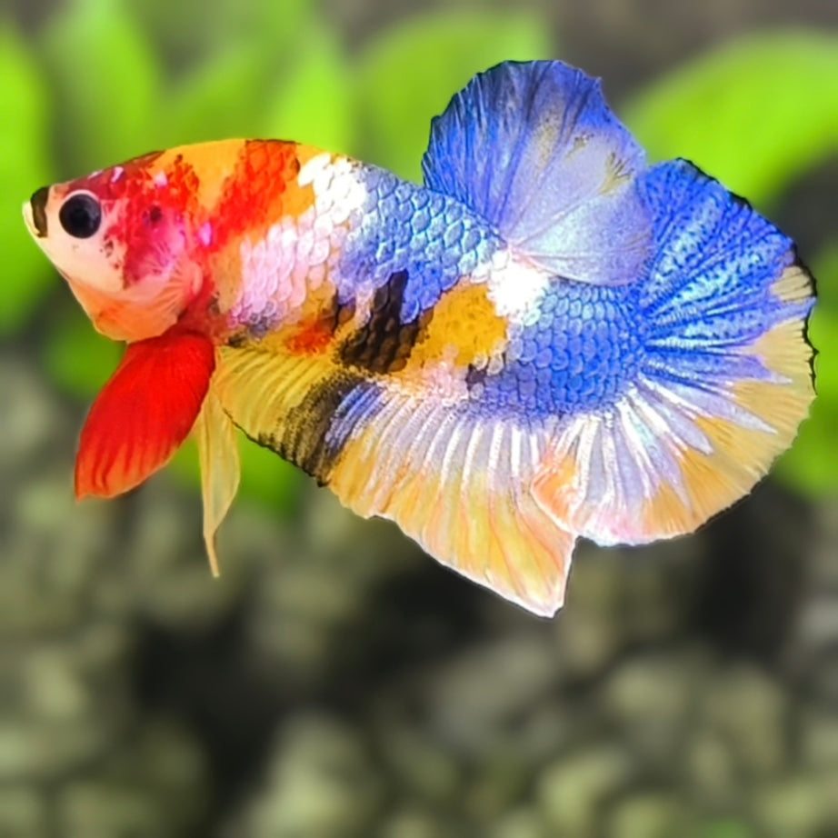 Multicolor Yellowbase Candy Galaxy HMPK Betta Fish Male