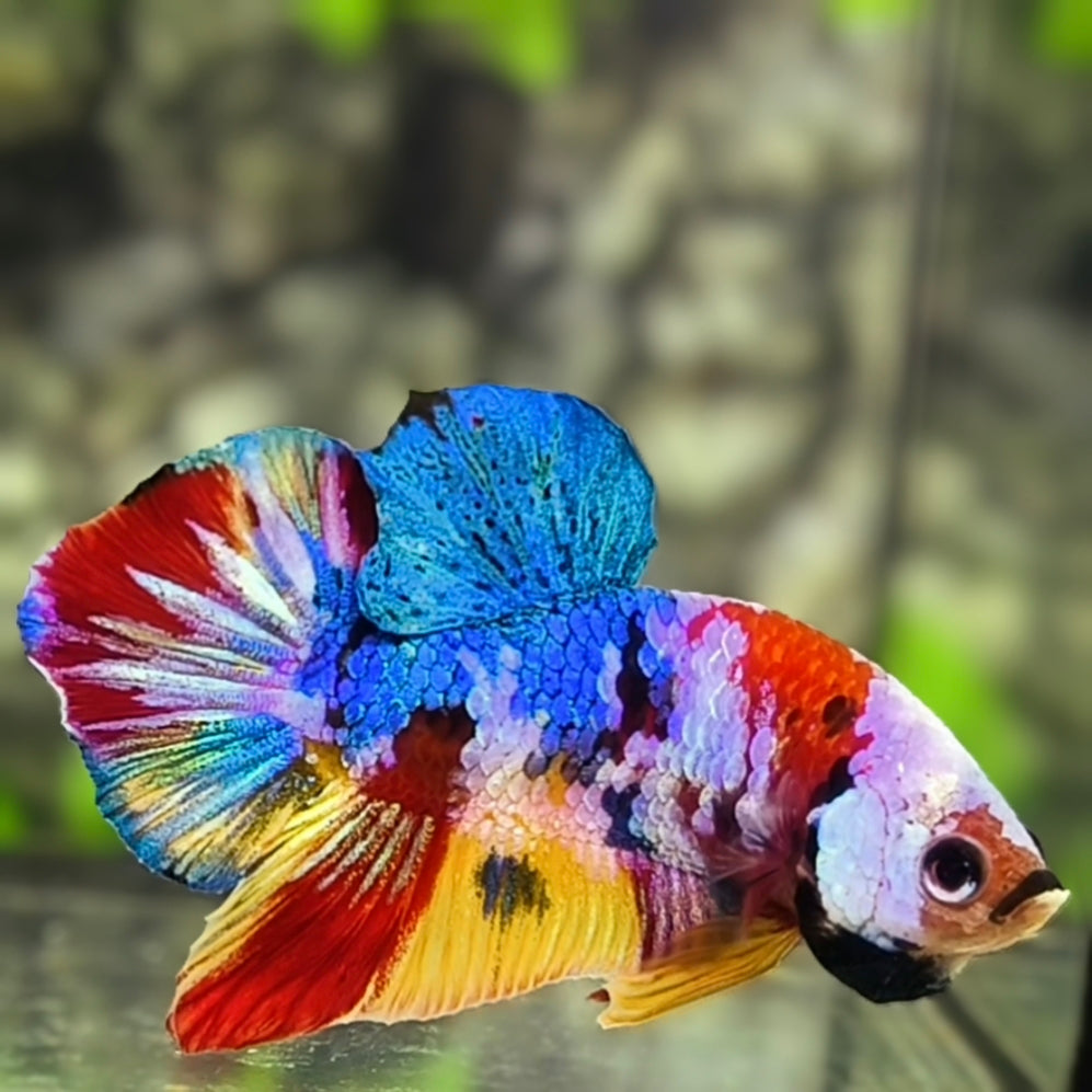 Multicolor Galaxy HMPK Betta Fish Male
