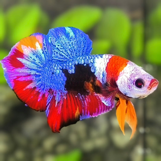 Red Lips Multicolor Mask Galaxy HMPK Betta Fish Male