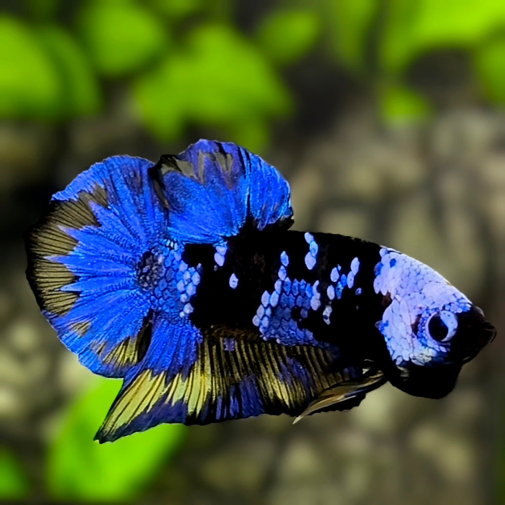 Avatar Blackstar Blue Mustard HMPK Betta Fish Male