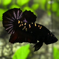 Avatar Black Panther Startail HMPK Betta Fish Male