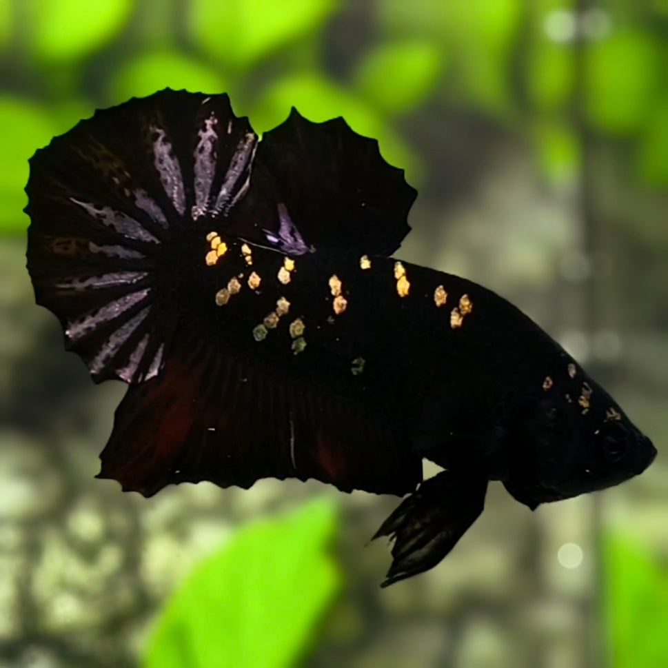 Avatar Black Panther Startail HMPK Betta Fish Male