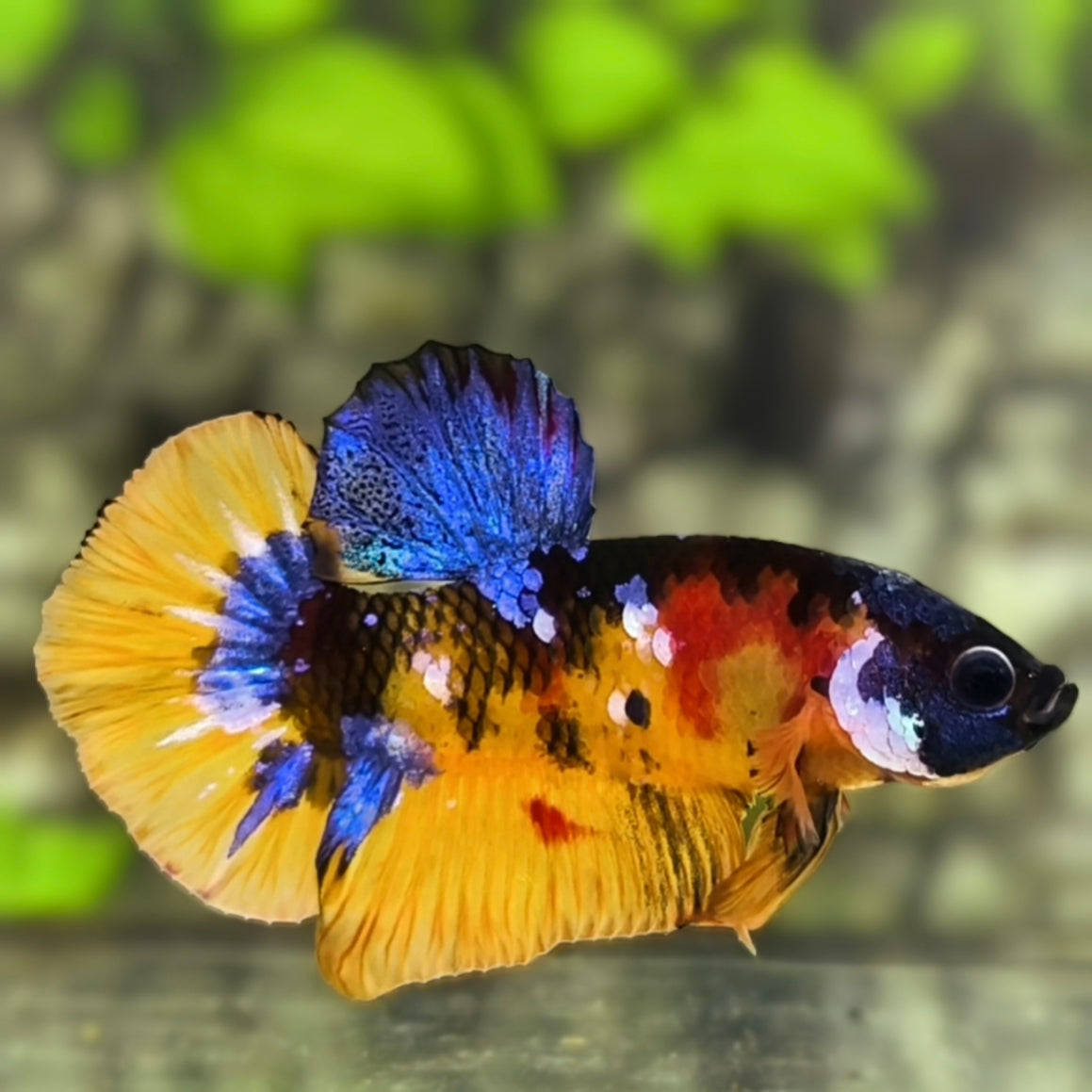 Yellowbase Tiger Koi Galaxy HMPK Betta Fish Male