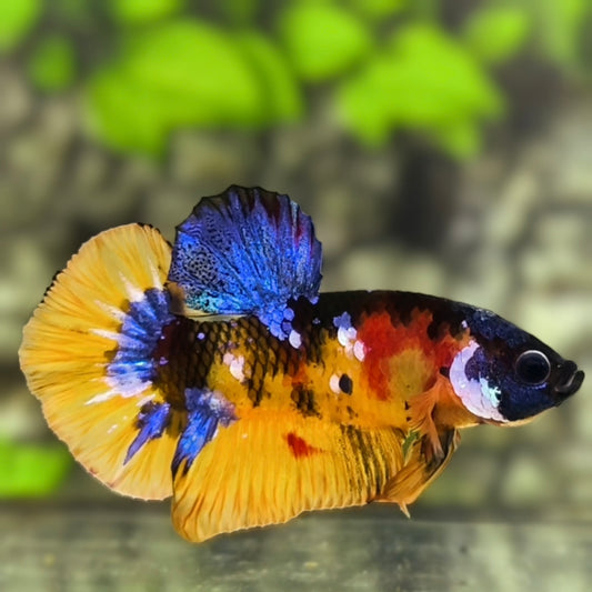 Yellowbase Tiger Koi Galaxy HMPK Betta Fish Male