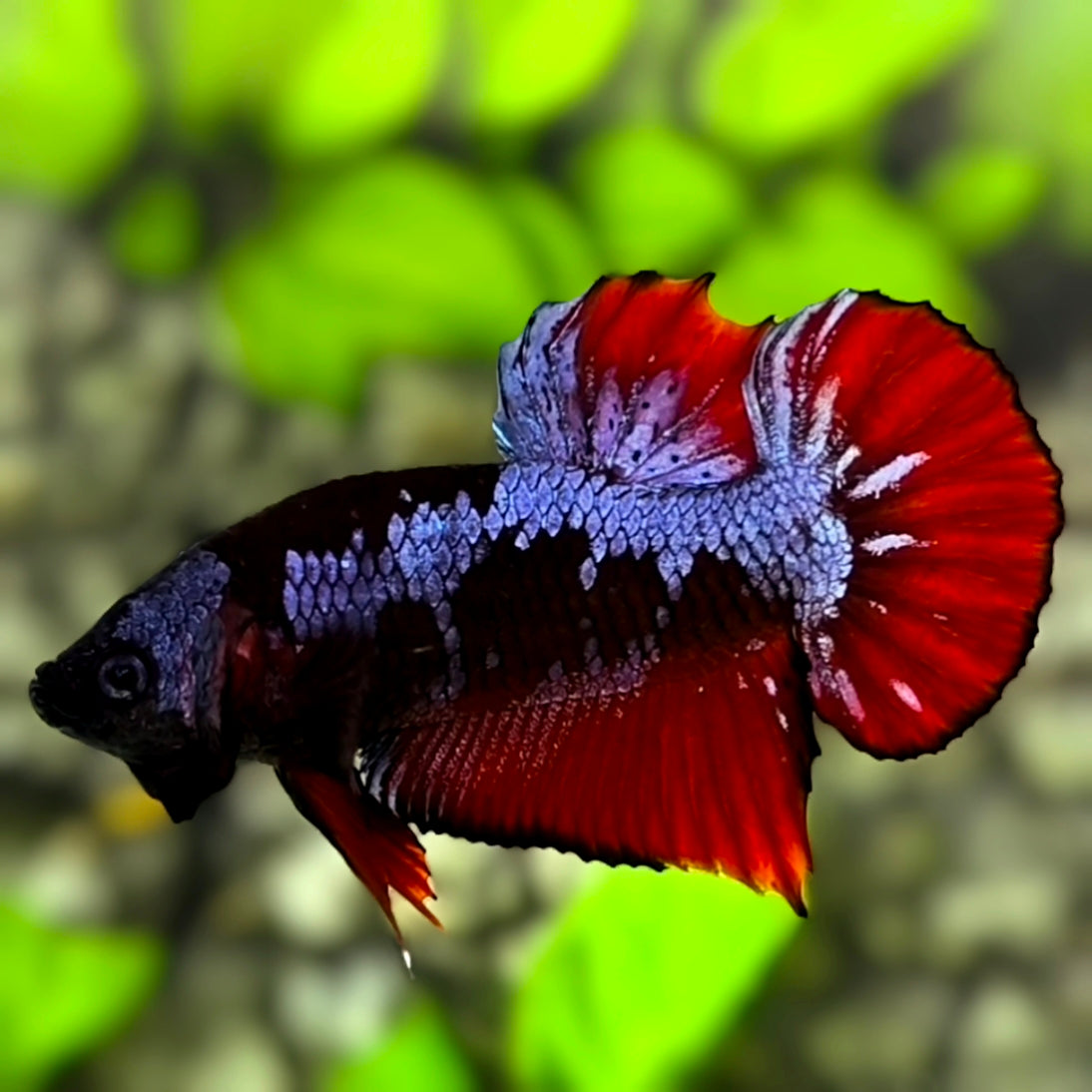 Avatar Purple Red HMPK Betta Fish Male
