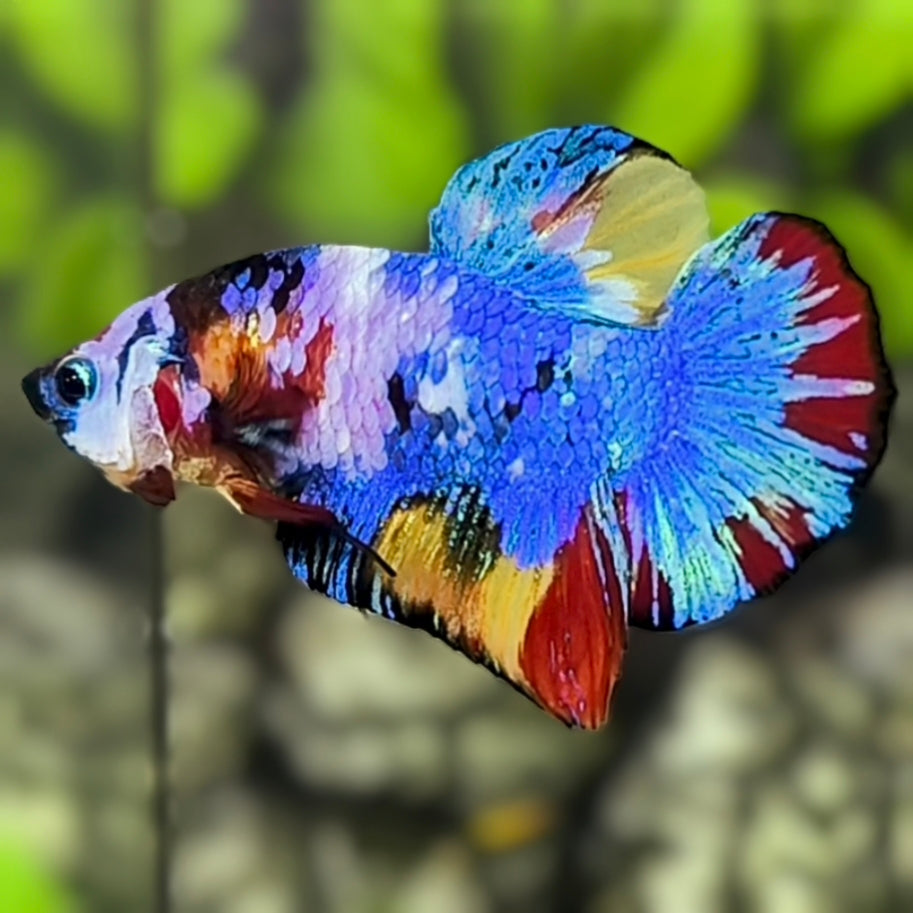 Multicolor HMPK Betta Fish Male