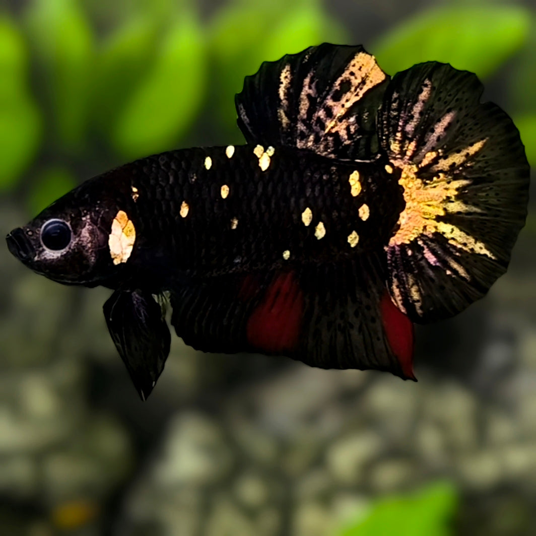 Avatar Blackstar Copper Gold HMPK Betta Fish Male
