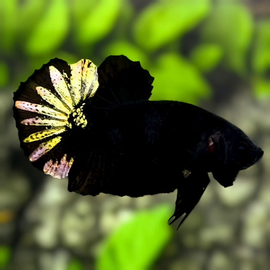 Black Light Copper Startail HMPK Betta Fish Male