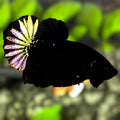 Black Light Copper Startail HMPK Betta Fish Male