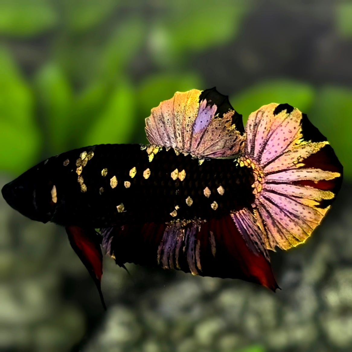 Avatar Blackstar Copper Gold HMPK Betta Fish Male