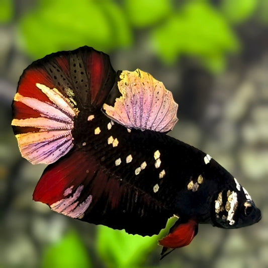 Avatar Blackstar Copper Gold HMPK Betta Fish Male