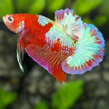 Red Shimmer Koi HMPK Betta Fish Male