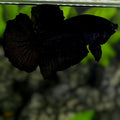 Black HMPK Betta Fish Male