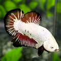 Fullmasked Black Red Dragon Butterfly HMPK Betta Fish Male