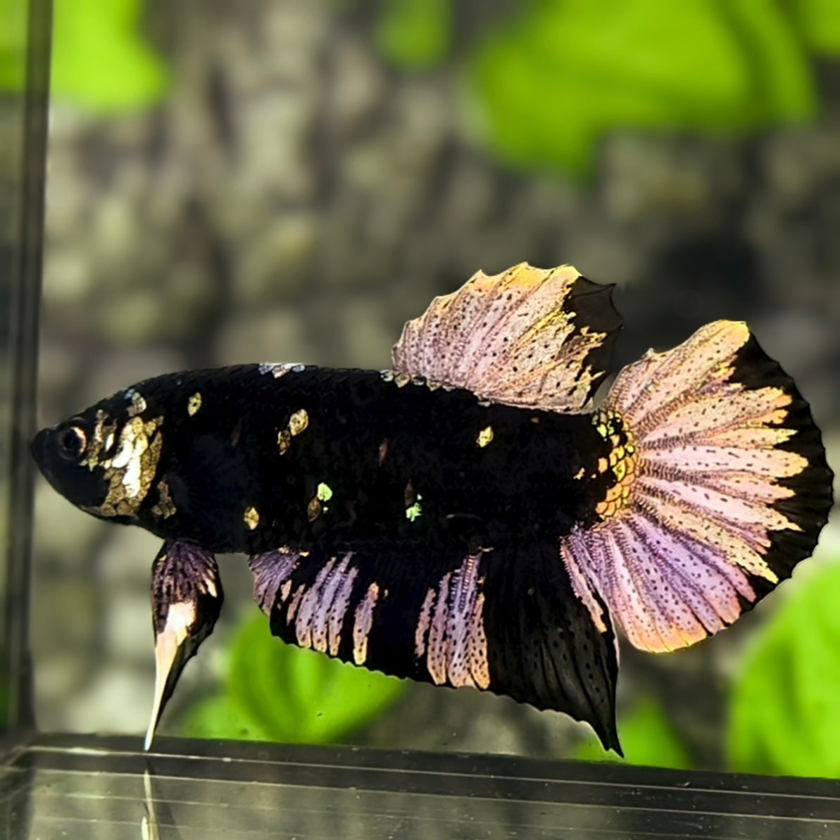 Avatar Blackstar Copper Gold HMPK Betta Fish Male