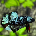 Avatar Blackstar Turquoise HMPK Betta Fish Male