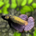 Copper Purple HMPK Betta Fish Male
