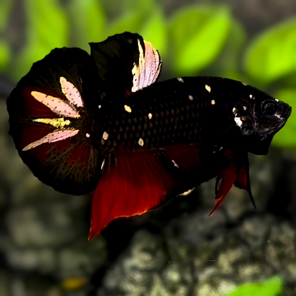 Avatar Blackstar Copper Gold HMPK Betta Fish Male