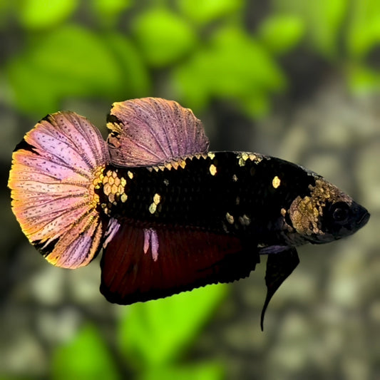 Avatar Blackstar Copper Gold HMPK Betta Fish Male