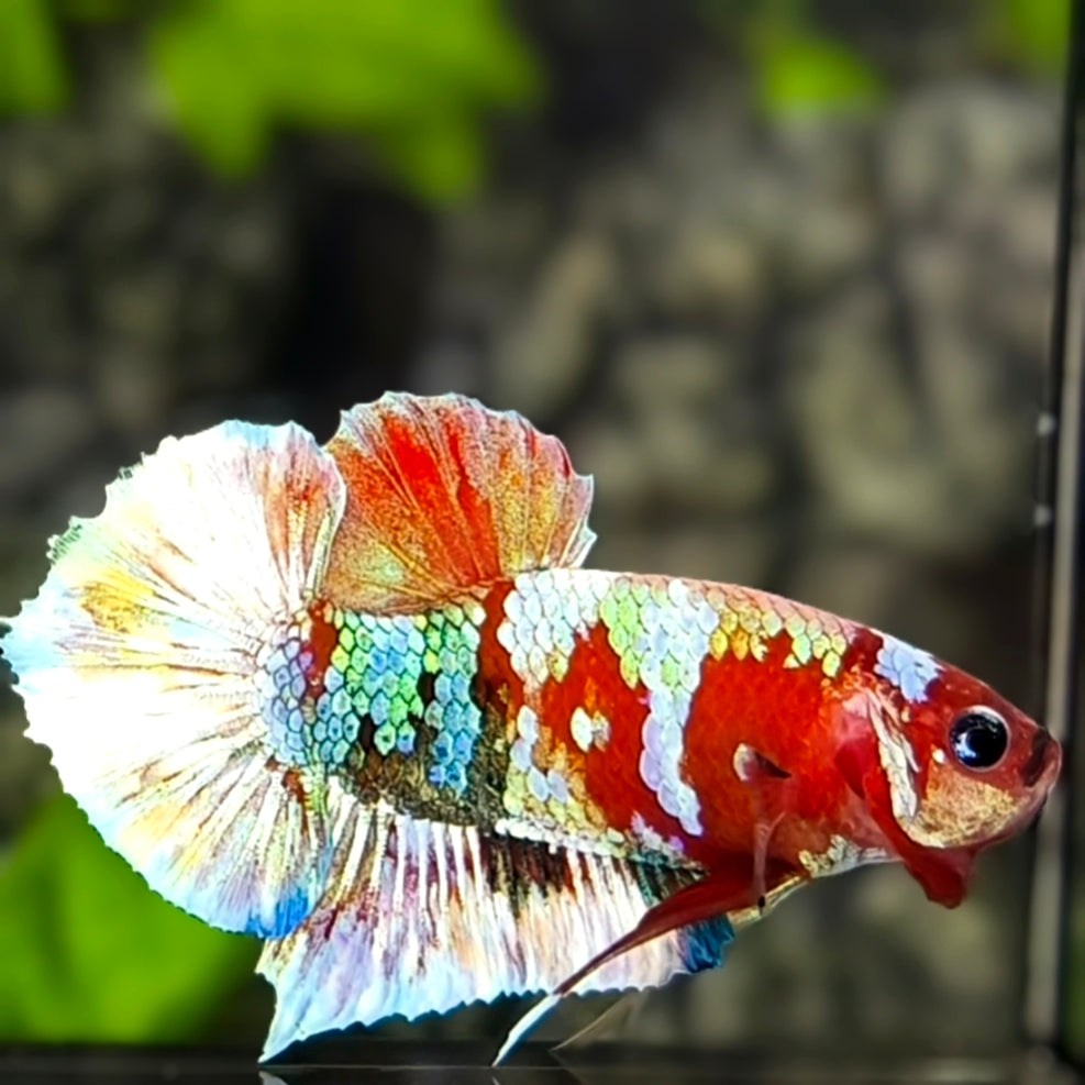 Red Barongsai HMPK Betta Fish Male