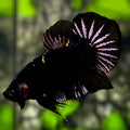 Black Panther Startail HMPK Betta Fish Male