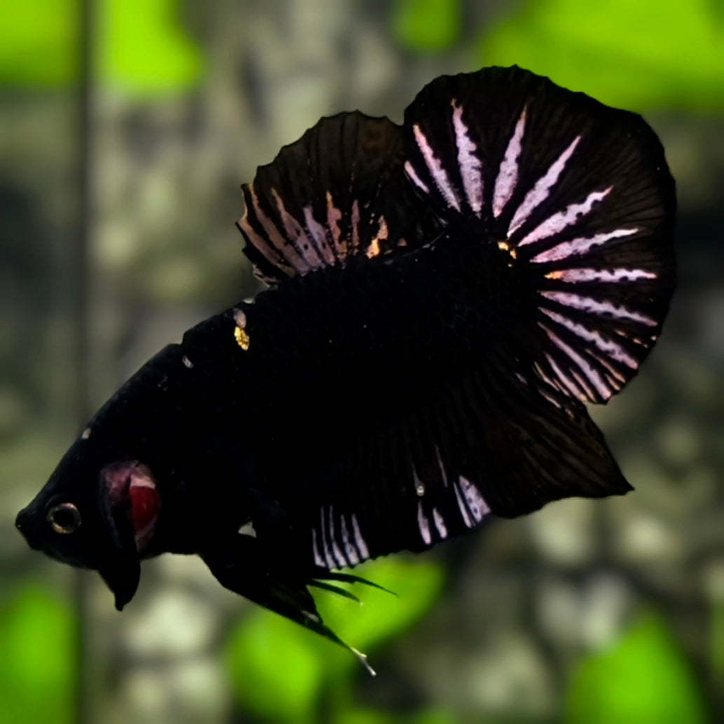 Black Panther Startail HMPK Betta Fish Male