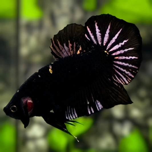 Black Panther Startail HMPK Betta Fish Male