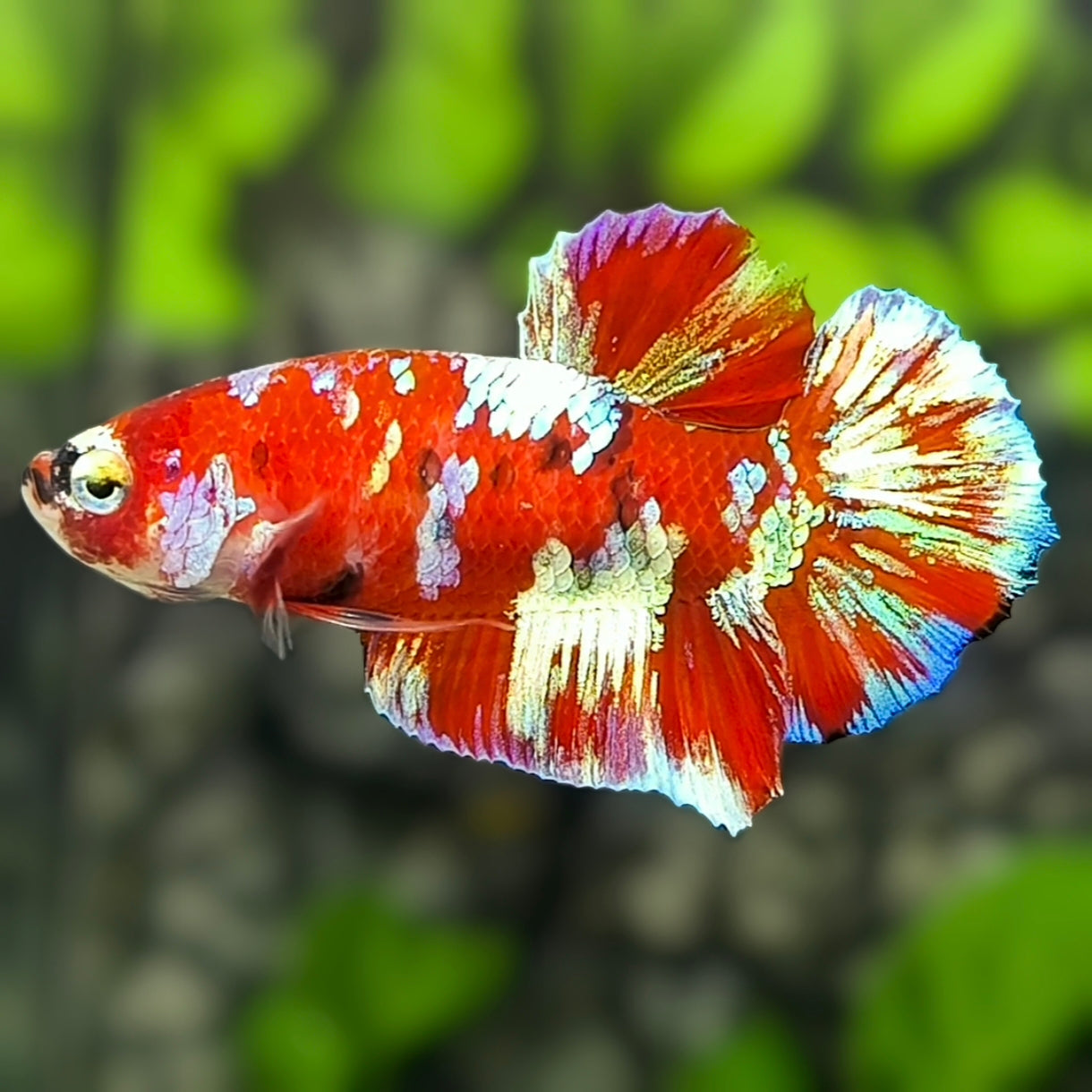 Red Barongsai Galaxy HMPK Betta Fish Male