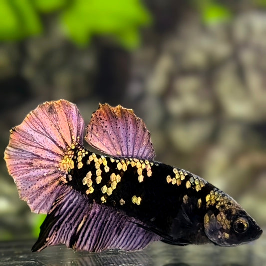 Avatar Black Panther HMPK Betta Fish Male