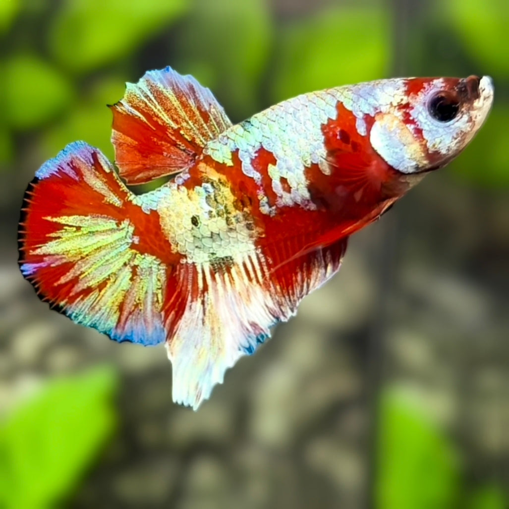 Red Barongsai HMPK Betta Fish Male