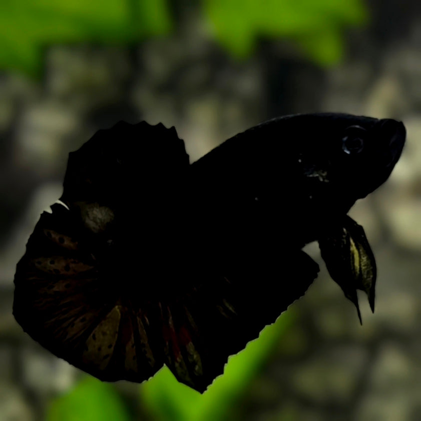 Black HMPK Betta Fish Male