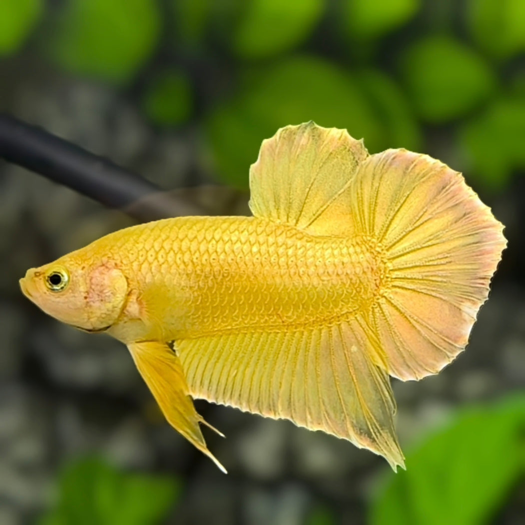 Solid Super Gold 24K HMPK Betta Fish Male