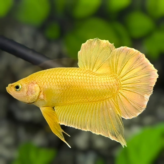 Solid Super Gold 24K HMPK Betta Fish Male