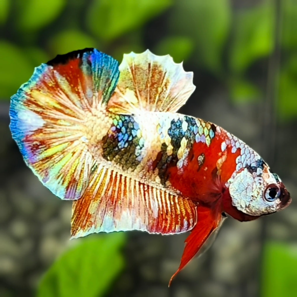 Red Barongsai HMPK Betta Fish Male