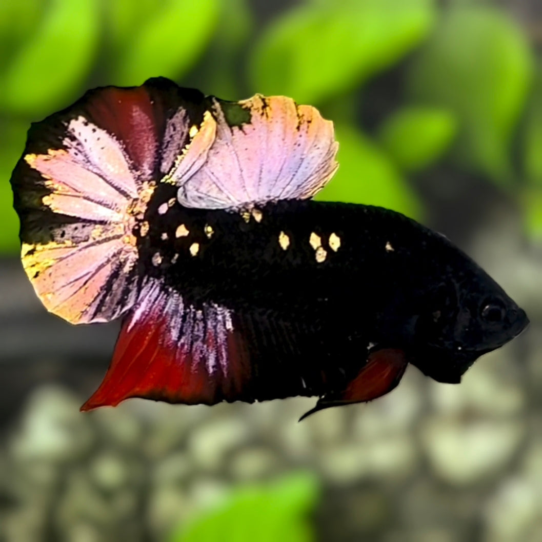 Avatar Blackstar Copper Red Gold HMPK Betta Fish Male