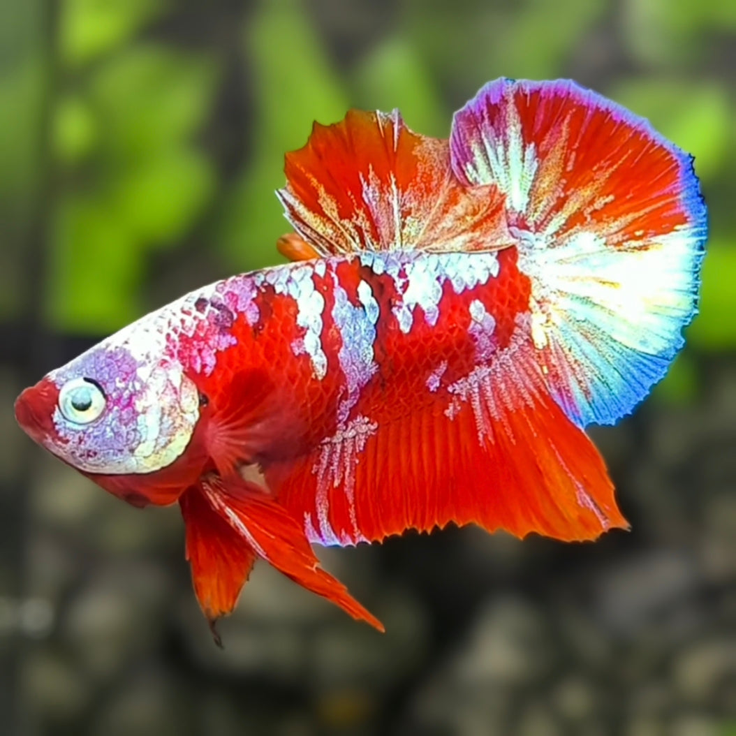 Red Galaxy HMPK Betta Fish Male