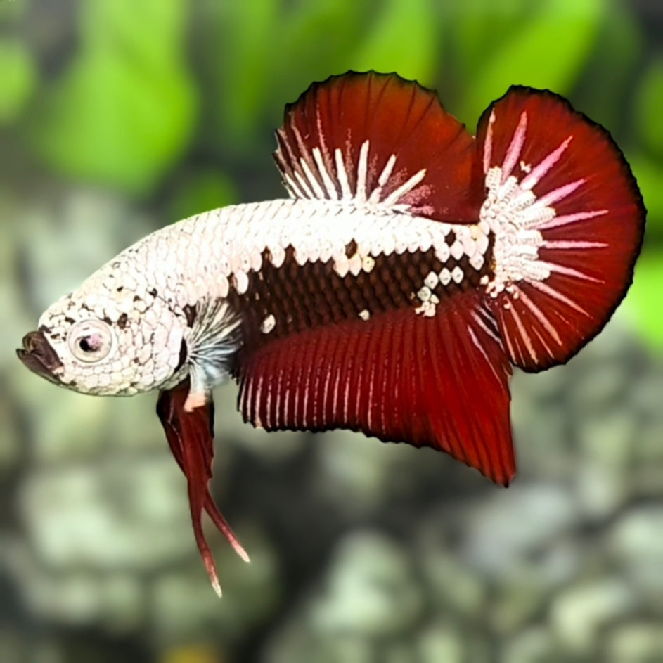 Red Samurai HMPK Betta Fish Male