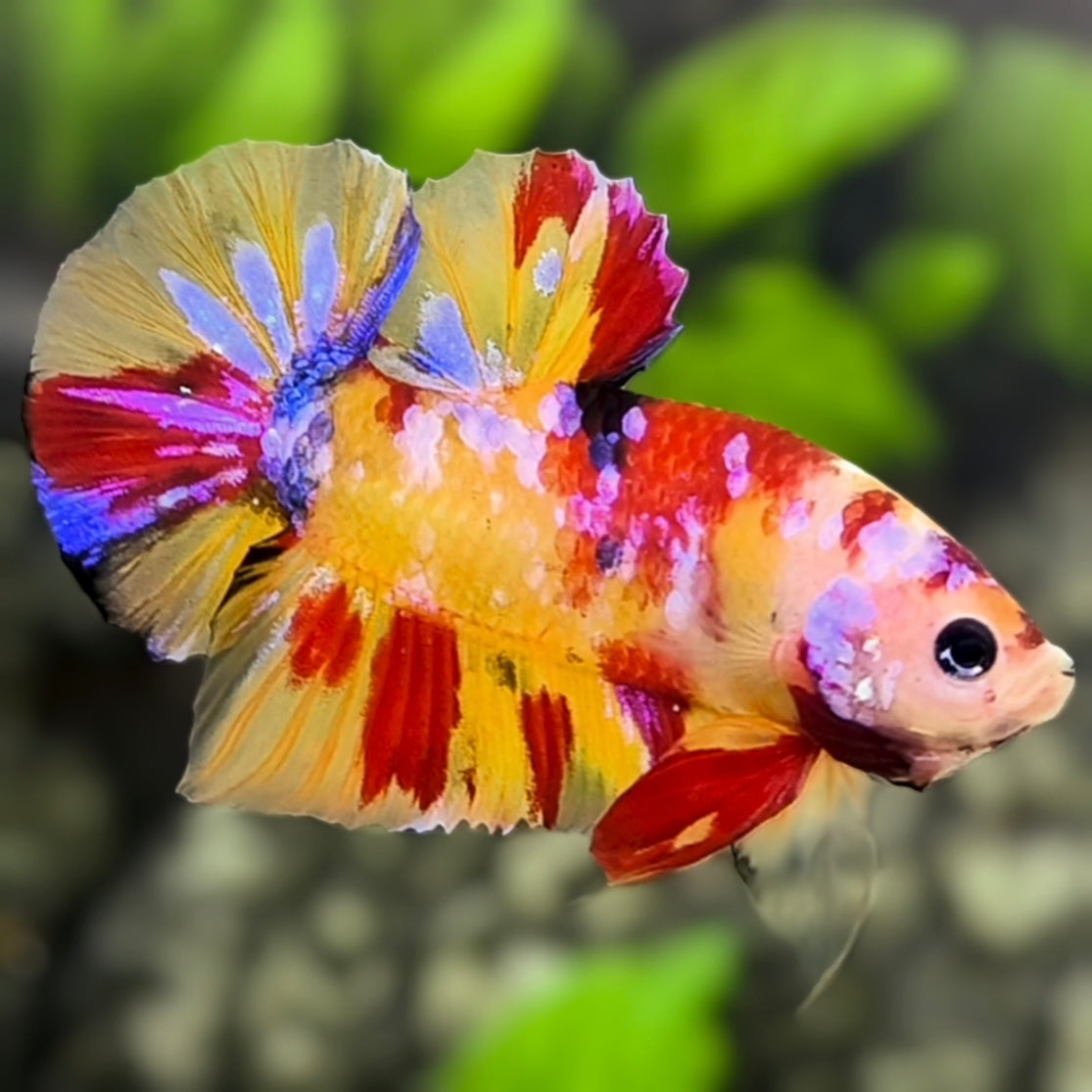 Multicolor Yellowbase Leopard Candy Galaxy HMPK Betta Fish Male