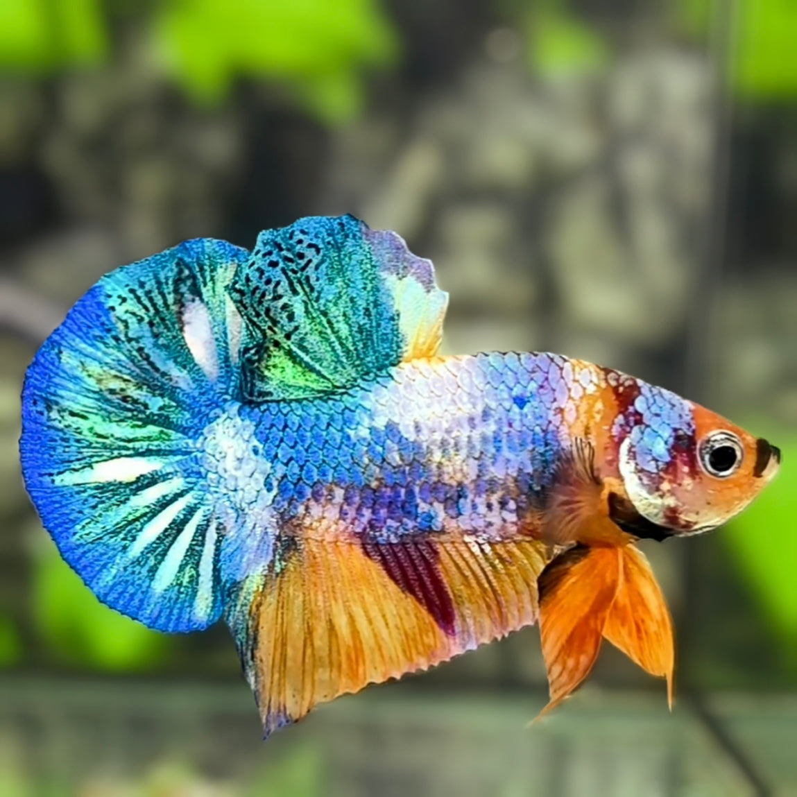 Multicolor HMPK Betta Fish Male