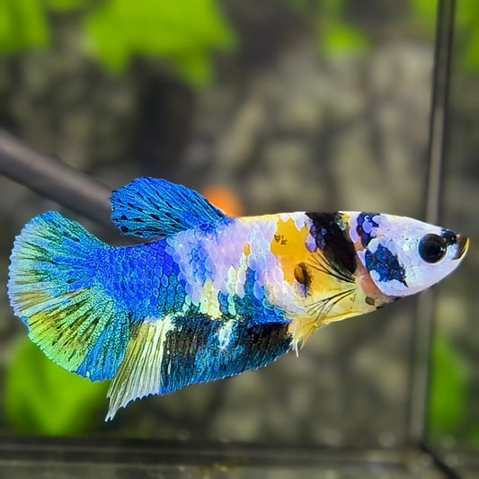 Yellow Koi Galaxy HMPK Betta Fish Female For Sorority / Breed #YKG
