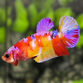 Yellowbase Multicolor Candy Galaxy HMPK Betta Fish Female For Sorority / Breed