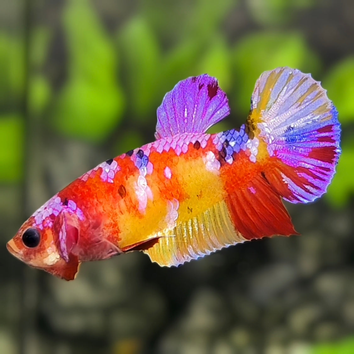 Yellowbase Multicolor Candy Galaxy HMPK Betta Fish Female For Sorority / Breed