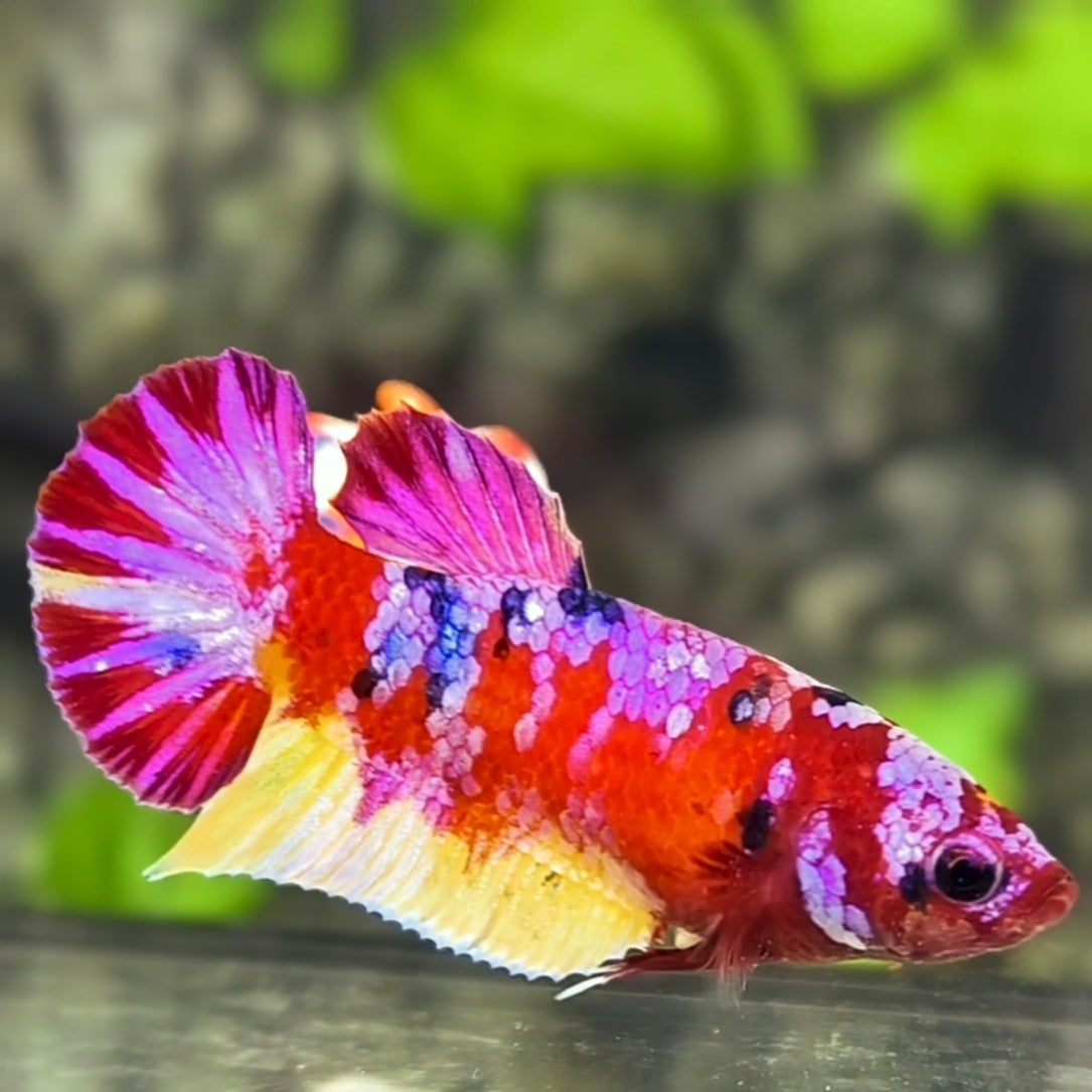 Multicolor Red Purple Pink Galaxy HMPK Betta Fish Female For Sorority / Breed